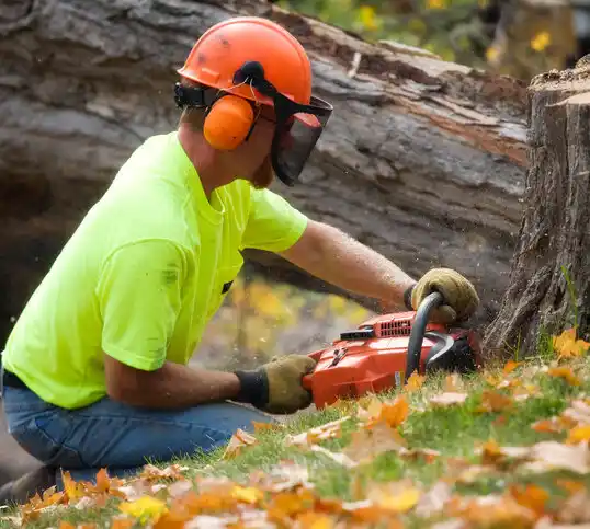 tree services Greenwood Lake